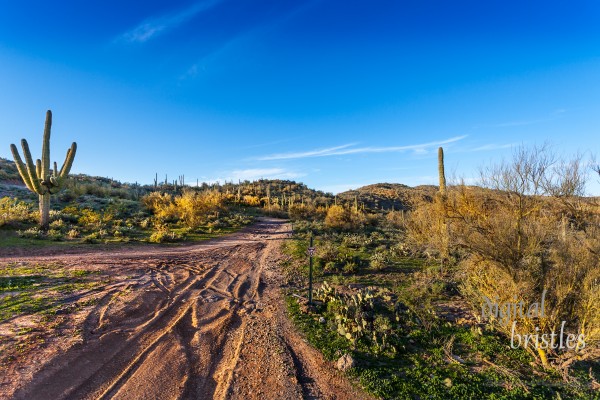 Arizona