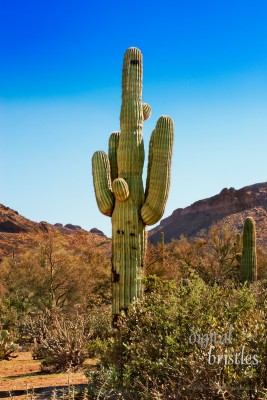Arizona