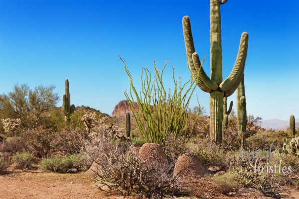 Arizona