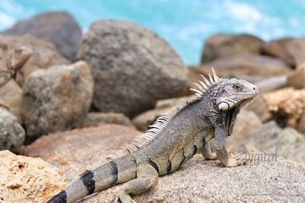 Aruba